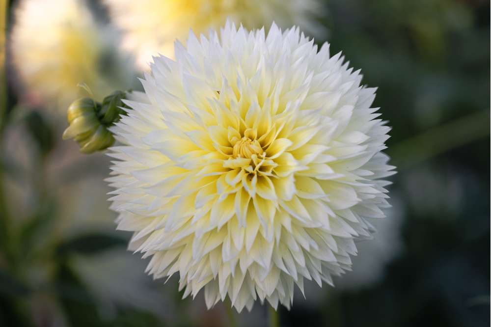 Dahlia 'Canary Fubuki'